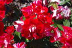 Topsy Turvy ™ rose photo