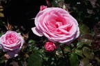 Carolyn rose photo