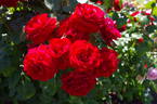 In Loving Memory rose photo