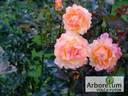 Repubblica di San Marino rose photo