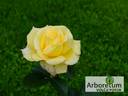 Avec Amour rose photo