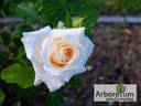 Wartburg 77 rose photo