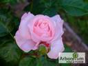 Major Gagarin rose photo