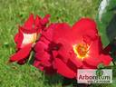 Komsomolskii Ogoniok rose photo