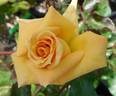 Ffion rose photo