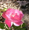 Maxi Vita rose photo