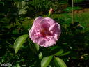 Sarah Van Fleet rose photo