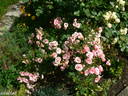 Sweet Cover ® rose photo
