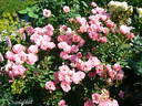 Sweet Cover ® rose photo