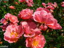 Sweet Cover ® rose photo