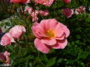 Sweet Cover ® rose photo