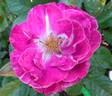 Heroes Rose rose photo