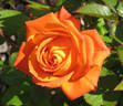 Amber Sunblaze ® rose photo