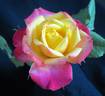Rainbow Sunblaze ® rose photo