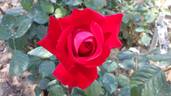Candella ® rose photo