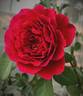 Odysseia rose photo