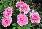 Barbie Girl rose photo