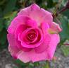 Barbie Girl rose photo