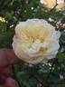 Blumenschmidt rose photo