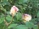 Blumenschmidt rose photo