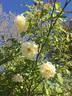 Le Pactole rose photo