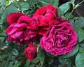Odysseia rose photo