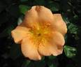 Jacob van Ruysdael rose photo