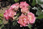 Bliss rose photo