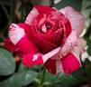 Best Impression rose photo