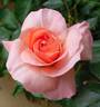 Bon Appétit rose photo