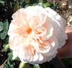 Guinevere rose photo