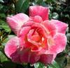 Champagne Cocktail rose photo