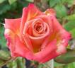 Josh Alonso ™ rose photo