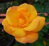 Sunglow rose photo