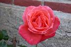 Angelique ® rose photo