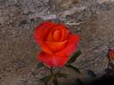 Angelique ® rose photo