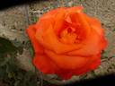 Angelique ® rose photo