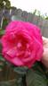 Eliza ™ rose photo