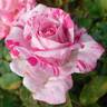 Striped Queen Elizabeth rose photo