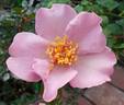Lilac Charm rose photo
