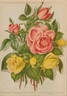 Madame Chédane-Guinoisseau rose photo