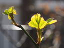 12 Westerland OP 16 rose photo