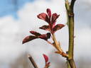 12 Westerland OP 09 rose photo