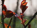 12 Westerland OP 06 rose photo