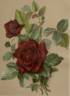 Prince Humbert rose photo