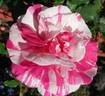 Julio Iglesias rose photo