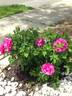 David Thompson rose photo