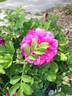 David Thompson rose photo