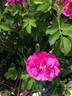 David Thompson rose photo