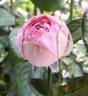 Charming Piano rose photo